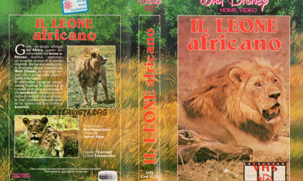Il leone africano
